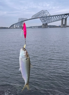 コノシロの釣果