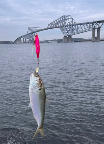 コノシロの釣果