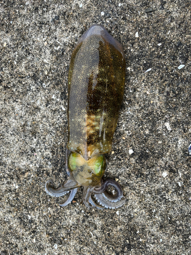 アオリイカの釣果