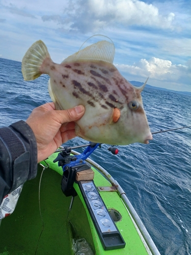 カワハギの釣果