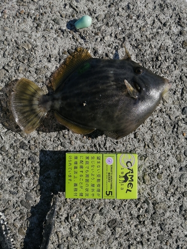 カワハギの釣果