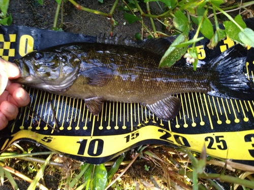 スモールマウスバスの釣果