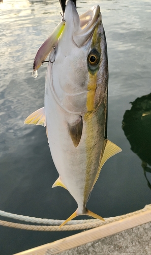 メジロの釣果