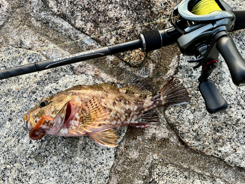 ガシラの釣果