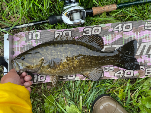 スモールマウスバスの釣果