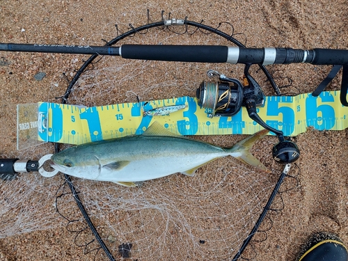 ヤズの釣果