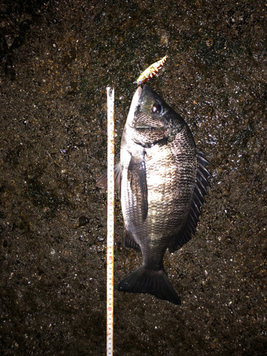 チヌの釣果