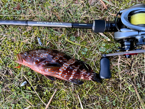 アコウの釣果