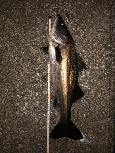 シーバスの釣果