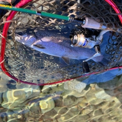 レインボートラウトの釣果