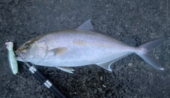 カンパチの釣果