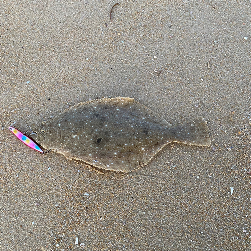 ヒラメの釣果