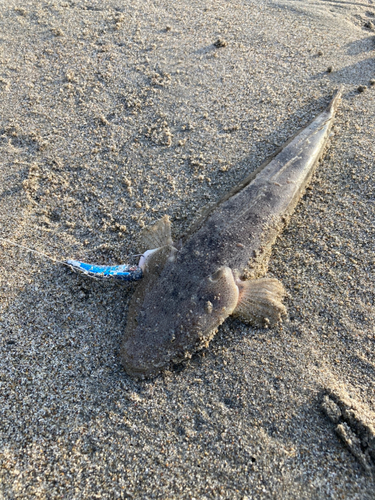 マゴチの釣果