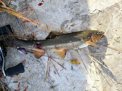 アユの釣果