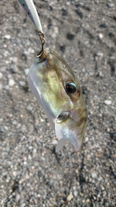 シロサバフグの釣果