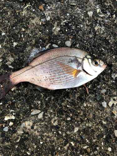 ウミタナゴの釣果