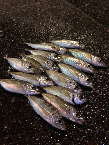 アジの釣果