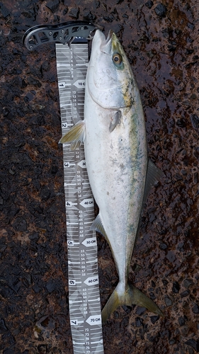 ヤズの釣果