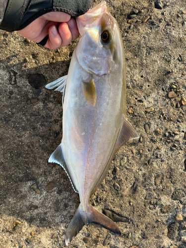 ショゴの釣果