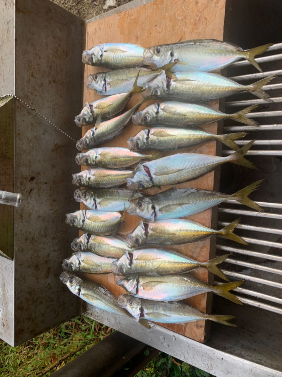 ヒラカワヨシヒロさんの釣果 1枚目の画像