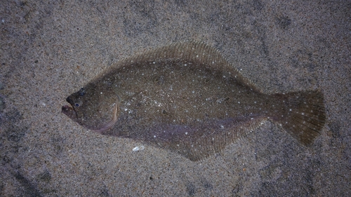 ソゲの釣果