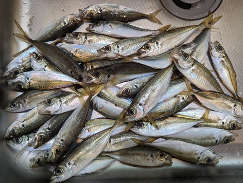 アジの釣果