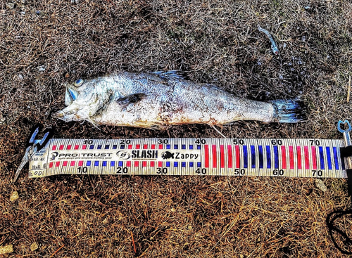 スズキの釣果