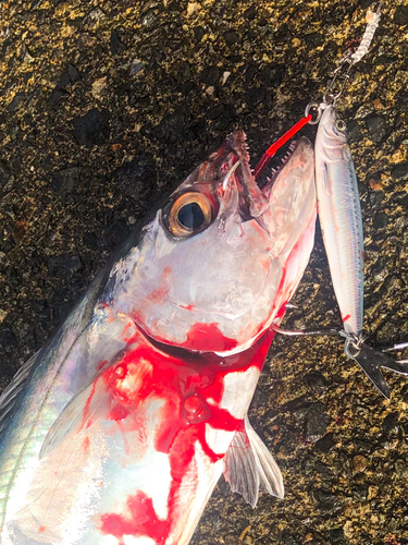 イソマグロの釣果