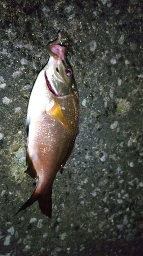 ウミタナゴの釣果