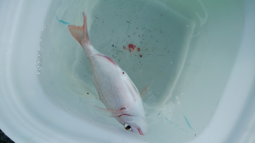 チャリコの釣果