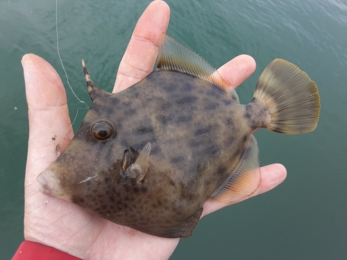 カワハギの釣果