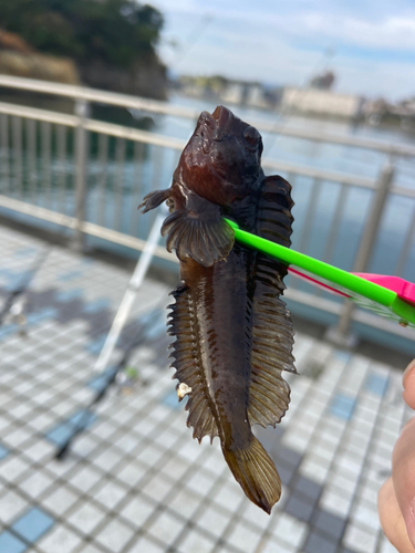 イソギンポの釣果