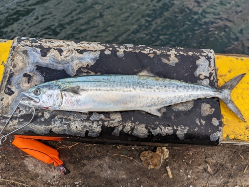 サゴシの釣果