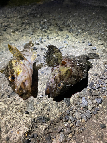 タケノコメバルの釣果