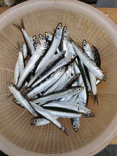 カタクチイワシの釣果