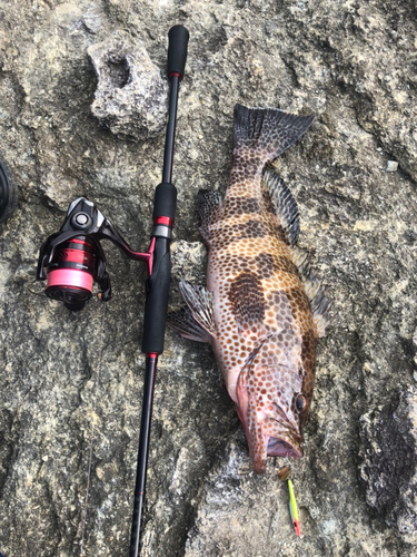 オオモンハタの釣果