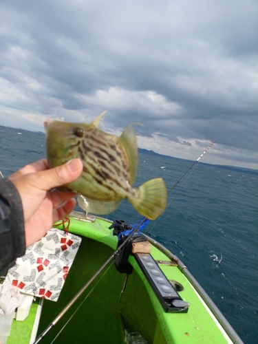 カワハギの釣果