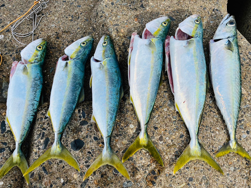 イナダの釣果