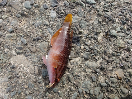 アカササノハベラの釣果