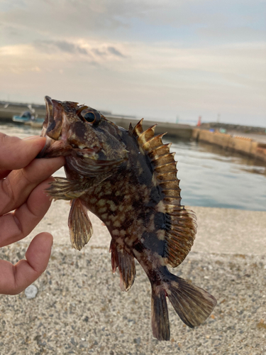 タケノコメバルの釣果