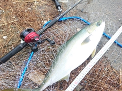 メジロの釣果