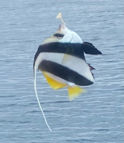 チョウチョウウオの釣果