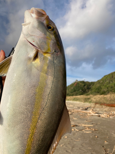 ショゴの釣果