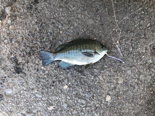 メジナの釣果