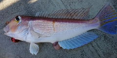 アマダイの釣果