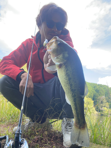 ブラックバスの釣果