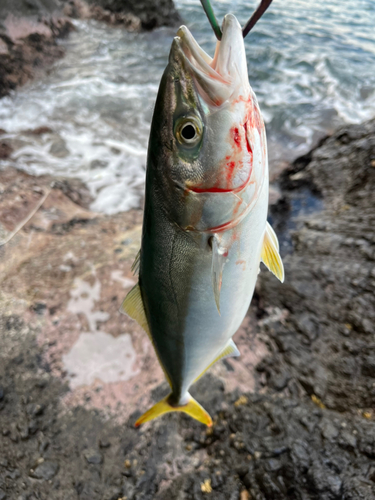 イナダの釣果