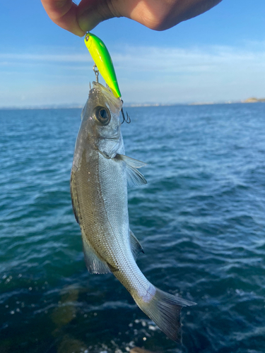 ヒラスズキの釣果