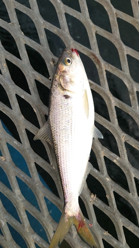 コノシロの釣果