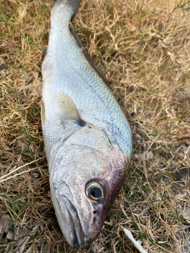 ニベの釣果